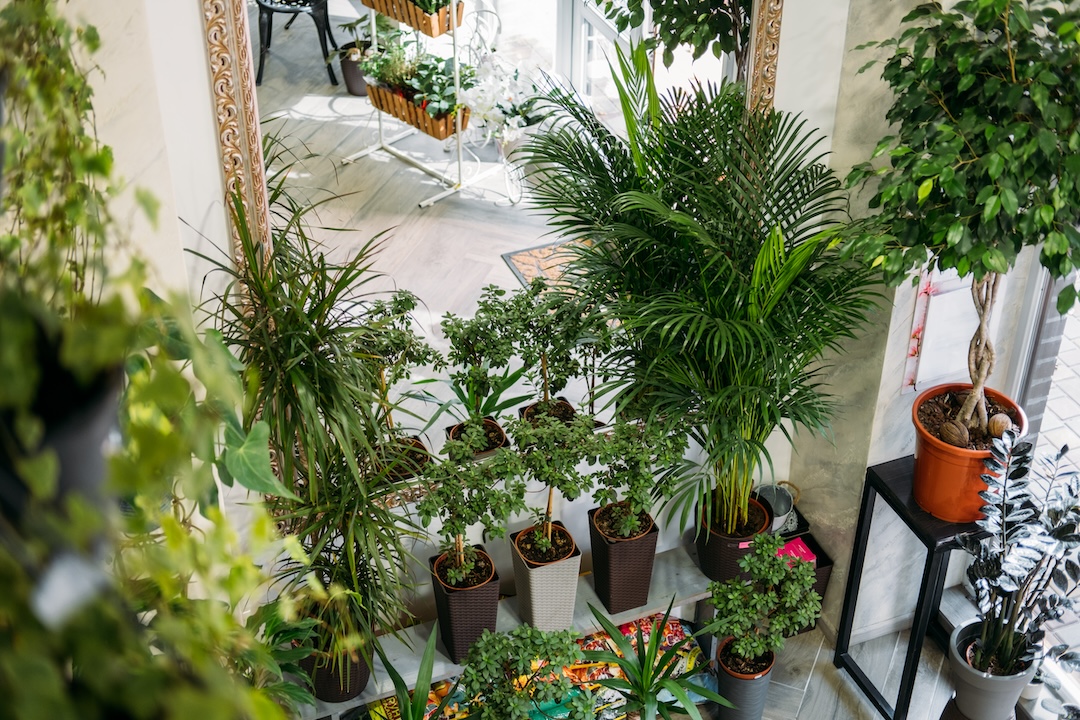 Garden room, Biophilia trend, Living with Nature, biophilic interior design. Many different indoor plants and mirror in light design